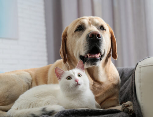 The Importance of Proper Behavior Terminology